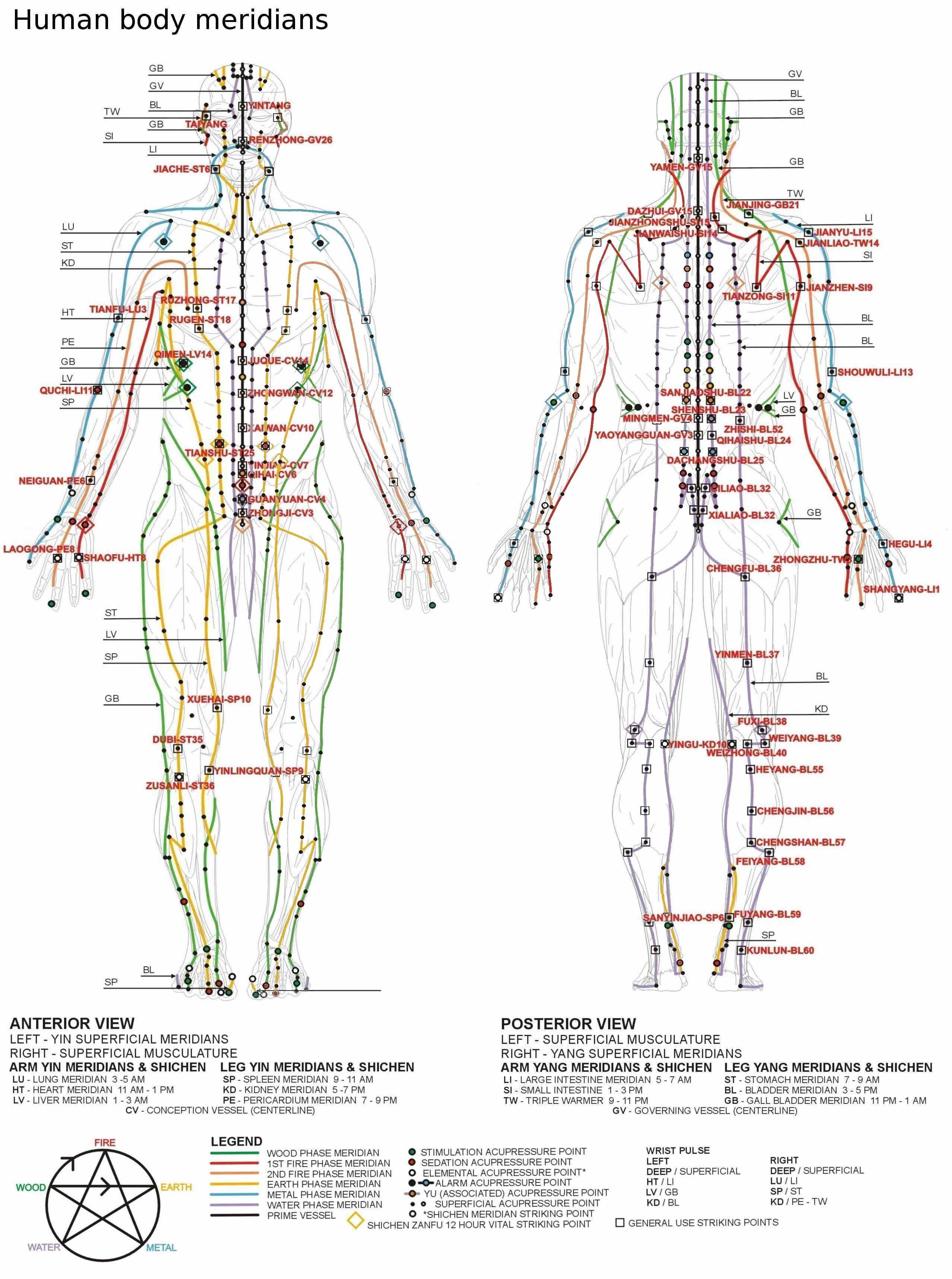 Human Body Meridian Chart & The Nervous System yoziki